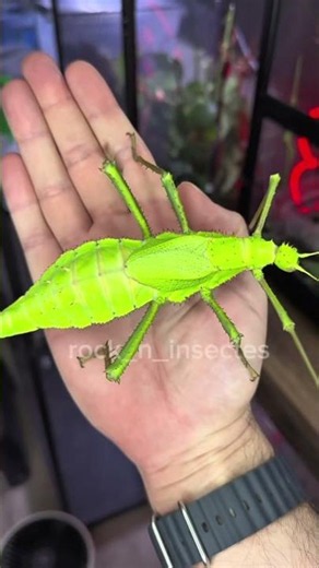 the heaviest leaf insect in the world! (Heteropteryx dilalata) #stickinsect #bugs #rock_n_insectes