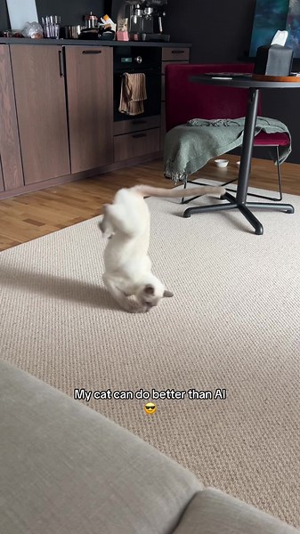 Not AI generated ) #cat #ai #notai #betterthanai #dance | cats