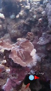 Take a closer look at this *giant clam* — a living rainbow on the reef! 🌈🦪 These gentle giants filter the water and add vibrant color to the ocean floor. Truly a masterpiece of nature! #giantclam #redsea #underwaterbeauty #scubadiving #oceanmagic #clams #clamshell | Red Sea Diving