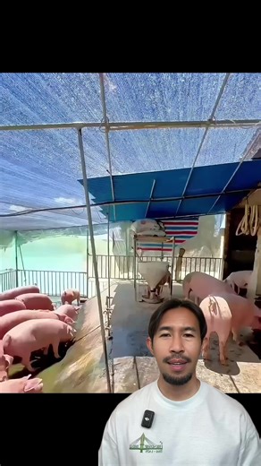 ไอเดียการเลี้ยงหมูร่วมกับบ่อปลา ที่เปลี่ยนของเสียให้กลายเป็นประโยชน์