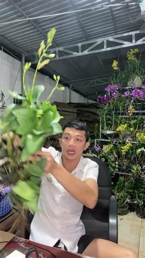 (Tham Khảo Mặt Hoa ) Hotline:090.317.7978 ☎️☎️