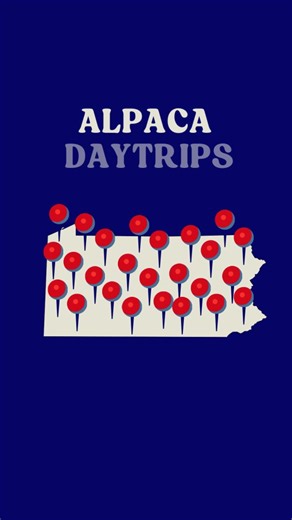 Your Alpaca Farm Day Trip Guide: PENNSYLVANIA # of alpaca farms in PA: 228 # of alpacas in PA: 13,354 Visit our website below to see a list of PA alpaca farms, or find your state and plan a visit. P.S. We're constantly adding new member farms. If you're an alpaca farm and want to become a member to have your farm listed, it's free to join. Whether you do tours, sell online, have a farm store, offer farm stays, or are a breeder, visit our website to learn how to get your farm listed! https://ilov