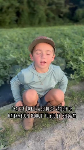 🎥 “Farming isn’t just for the grown-ups!” Meet Grayson from Owens Farming LLC in NC, our pint-size pro who’s turning heads—and rows— with SEEDWAY’s Crackerjack Watermelon. 🍉💥 Watch as this young grower breaks down why Crackerjack is his hands-down favorite: • Sweet, crisp flesh that disappears faster than you can slice it 🍽️ • Sturdy vines that power through heat and humidity ☀️🌴 • Big, uniform fruit—picture-perfect for picnics and backyard BBQs 🎯 Grayson may be small in stature, but his s