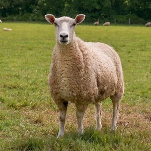 963K views · 1.1K reactions | A quick snip with the Razor Tool, and voilà – one well-groomed sheep via @faunafables! ✂️ . . . #Photoshop #AdobePhotoshop #MadeWithPhotoshop #PhotoshopEditing #PhotoshopInspiration #PhotoshopTutorial #PhotoshopTips #PhotoshopMagic #DigitalArt #GraphicDesign #ArtInspiration #DesignTools #CreativeProcess #PhotoshopArt #ArtisticVision #VisualCreativity #ImaginationInAction #EditWithMe | Adobe Photoshop | Facebook