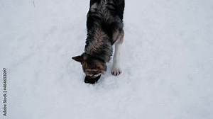 4K footage. Kennel of northern sled dogs. Alaskan husky digs and eats snow. Sniffs and studies. Funny fluffy gray red white mongrel dog.