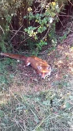 Piégeage du renard au collet arrêtoir. Capturé en coulée dans les fougères