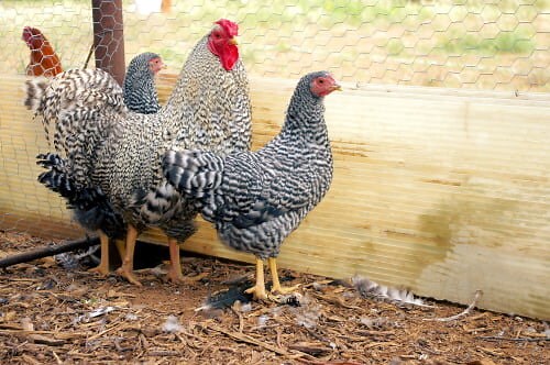 Dominique chickens: The all-American backyard birds   — The Featherbrain