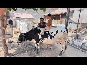 Aj Ali Ashter Ko Gaiya Pe Bitha Dia😍