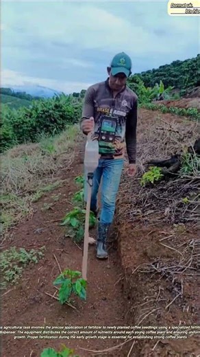 Newly Planted Coffee Plants Fertilization using Fertilizer Dispenser