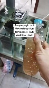 Feeding Guppy Fish with Water Fleas (KUTIR) #hobby #guppy #fish #farm #aquascape