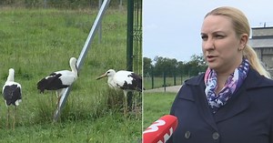 Kai kurių paukščių Lietuvoje gali išvis nebelikti: vardija, kurių sparčiai mažėja