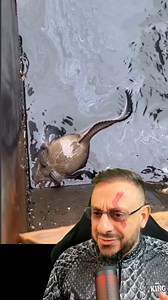 623K views · 12K reactions | Peixe rato? Girino no mar? #animais...