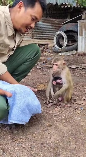 Try to rescue poor abandoned mama monkey and her newborn | Monkeys Rescue