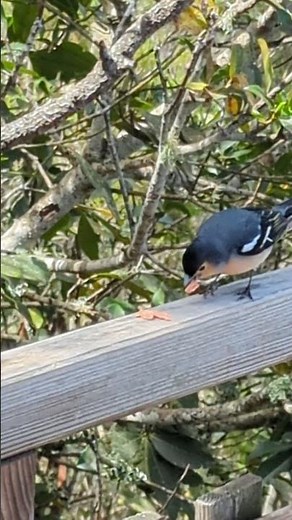 A tame Tenerife Chaffinch in the Laurel forest of Monte del Agua
