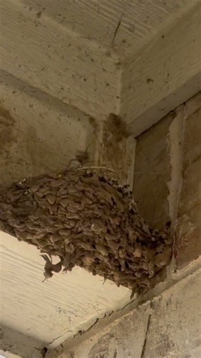 Ceiling so clean even the spiders moved out