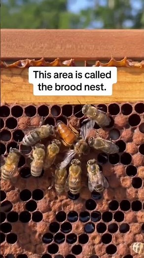 How to Find the Queen Bee