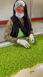 3.9K views · 18 reactions | India's Largest Green Peas Processing Factory | Indian Factory Club | Facebook