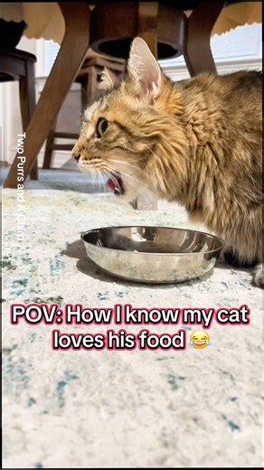 POV: How I know my cat loves his food #catpov #funnycat #catlovers