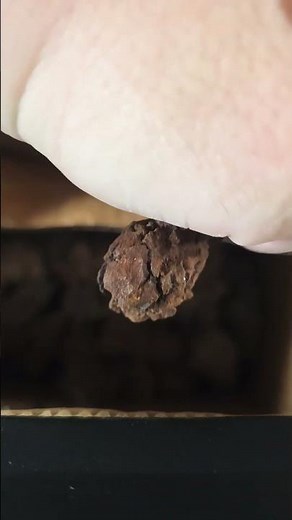 How fossilized dinosaur turtle poop was made #dinosaur #rock