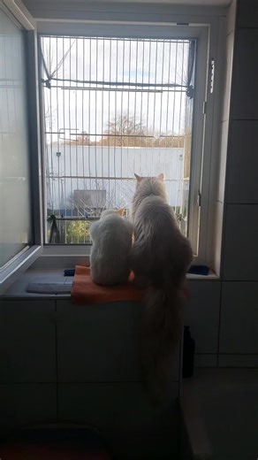 Betty (@bettinagilcher)’s videos with Pink Panther - Mr. Blue