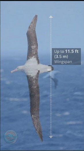 Albatross: The Bird That Can Fly Across an Ocean
