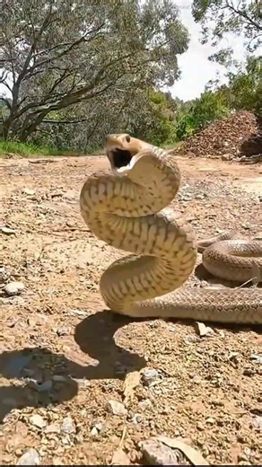 Most Vanamous Snake On Earth 😱 #shorts #snakes