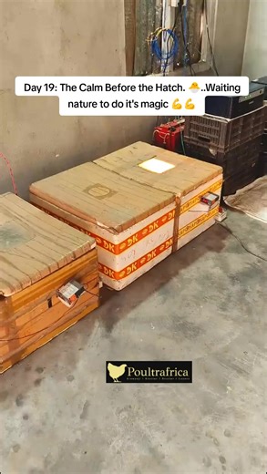 Preparing for Chicken Hatching: The Calm Before Day 19