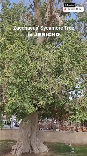 Zacchaeus Sycamore Tree in Jericho | Bible History.. #jesus #holyland #israel