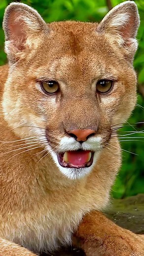 ListPull | Stunning cougar surveying its territory from a perfect rocky perch! These incredible cats are masters of using high spots to their... | Instagram