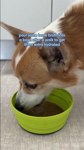 4 Ways to Use Bone Broth for Dogs