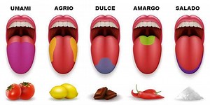 Los sentidos químicos: gusto y olfato