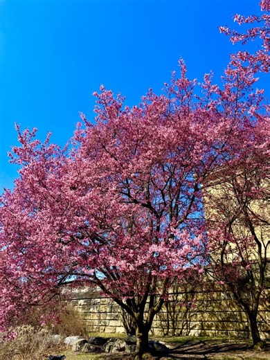 Where to see cherry blossoms in the Philadelphia Area