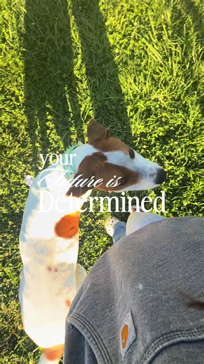 everyday is a new success #servicedog #dogsoftiktok #servicedogteam #servicedogcommunity #doglove