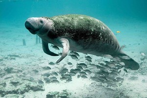 ▷ Manatí » Características, Alimentación, Hábitat, Reproducción, Depredadores