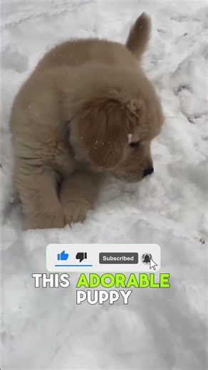 This dog Bring a big log instead a small one😧 #youtubeshorts #shorts #dogs