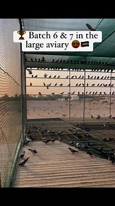 One Loft Pigeon Race 🇦🇪👍🏼 - Season 3World Championship Pigeon Sprint Racing 🏆🥇For a list with our agents: https://dubaipigeonrace.com/agents/🇦🇪😍👍🏼#racingpigeons #pigeon #pigeons #pigeonlove #pigeonracing #pigeonfan #birds #pigeonsofinstagram #vercin #tauben #duiven #bird #pigeonlover #palomas #pigeonsport #taube #guvercin #pigeonloft #racingpigeon #porumbei #pigeonsport #کبوترپلاکی #pigeonlovers #oneloftrace #pigeon #賽 | Dubai One Loft Pigeon Race