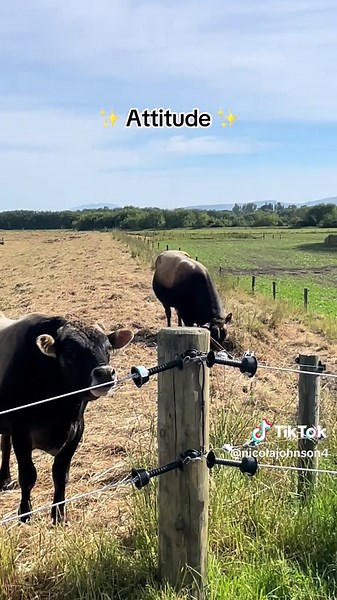 Understanding Jersey Bulls and Their Mating Habits