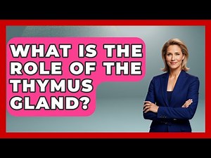 What Is The Role Of The Thymus Gland? - The Operating Table
