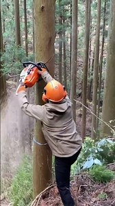 Left hand chainsaw control #forestry #japan