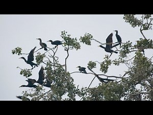 Flock of birds taking off of a tree | (Full HD)