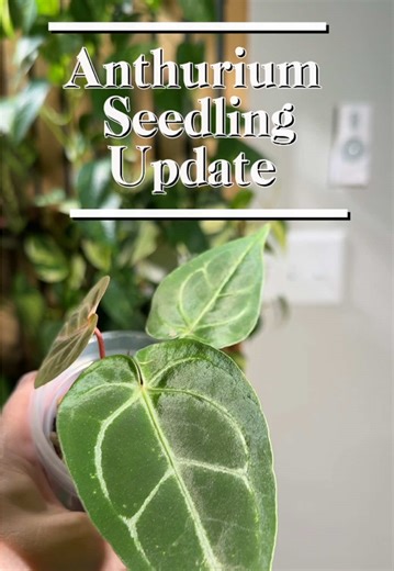 My newest babies are getting bigger! I love buying small plants so I can enjoy the growth and changes they go through. It’s so satisfying to see the love and care pay off.