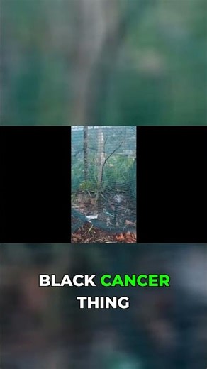 Spotting & Curing Plant Black Cancer: Save Your Trees!