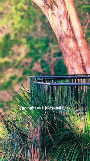 Goomoolarah Falls in Springbrook National Park!