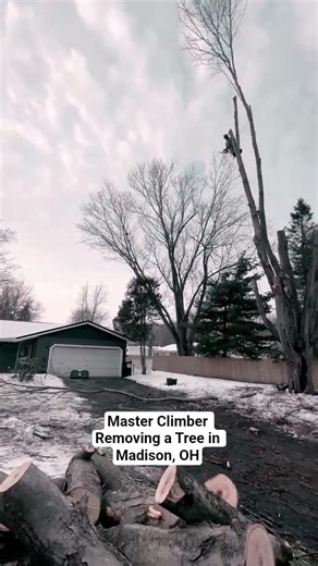 Master Climber Tree Removal in Madison, OH