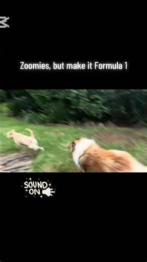 When zoomies have sound effects 😂 #collie #doglife #formula1 #zoomies