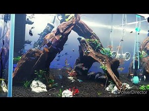 Green Neon Tetras Schooling