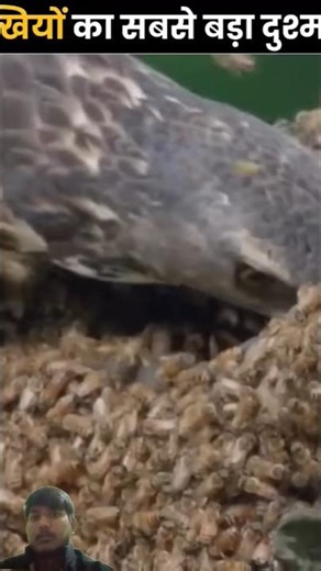 #facts #amazingfacts #factsinhindi #shorts