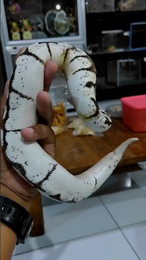 ULAR BALLPYTHON MOTIF PUTIH BERSIH CALICO KILLERBEE #shorts #ballpythons #reptile