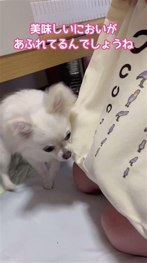 パンに夢中なポメチワ #dog #ポメチワ