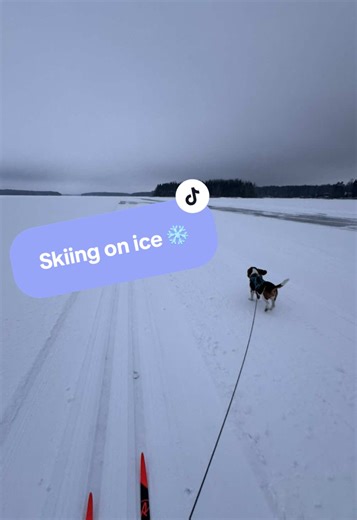 Morris 🩷 skiing #winterfun #beagleboymorris #beaglesoftiktok #koiratsuomi #happydog